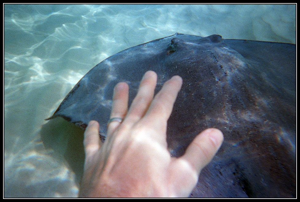 09 Swimming with the rays